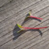 Beet, Detroit Dark Red Microgreen - St. Clare Heirloom Seeds