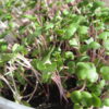 Kale, Red Russian Microgreen Seeds - St. Clare Heirloom Seeds