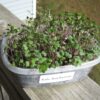 Kale, Red Russian Microgreen Seeds - St. Clare Heirloom Seeds