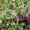 Kale, Red Russian Microgreen Seeds - St. Clare Heirloom Seeds