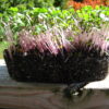 Kale, Red Russian Microgreen Seeds - St. Clare Heirloom Seeds