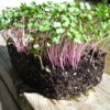 Kale, Red Russian Microgreen Seeds - St. Clare Heirloom Seeds
