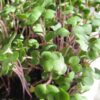 Kale, Red Russian Microgreen Seeds - St. Clare Heirloom Seeds