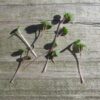 Kale, Red Russian Microgreen Seeds - St. Clare Heirloom Seeds