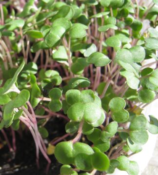 Kale, Red Russian Microgreen Seeds - St. Clare Heirloom Seeds