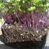 Kohlrabi, Purple Microgreen Seeds - St. Clare Heirloom Seeds