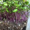Kohlrabi, Purple Microgreen Seeds - St. Clare Heirloom Seeds