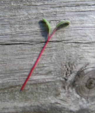 Ruby Red Swiss Chard Microgreen Seeds - St. Clare Heirloom Seeds