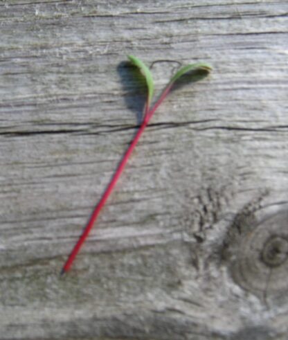 Ruby Red Swiss Chard Microgreen Seeds - St. Clare Heirloom Seeds