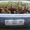 Beet, Detroit Dark Red Microgreen - St. Clare Heirloom Seeds