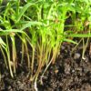 Carrot Microgreen - St. Clare Heirloom Seeds