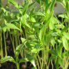 Cilantro Microgreen - St. Clare Heirloom Seeds