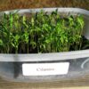 Cilantro Microgreen - St. Clare Heirloom Seeds