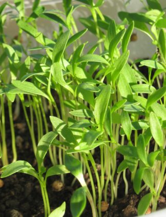 Cilantro Microgreen - St. Clare Heirloom Seeds