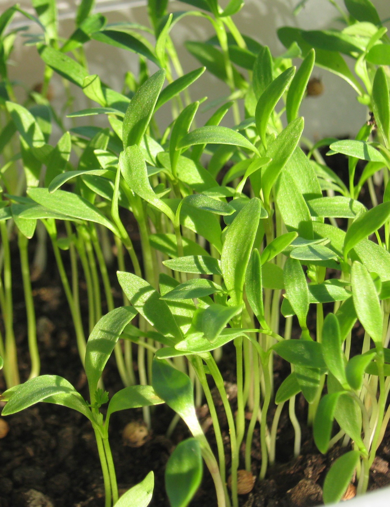 Cilantro Microgreen - St. Clare Heirloom Seeds