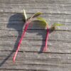 Beet, Ruby Queen Microgreen - St. Clare Heirloom Seeds