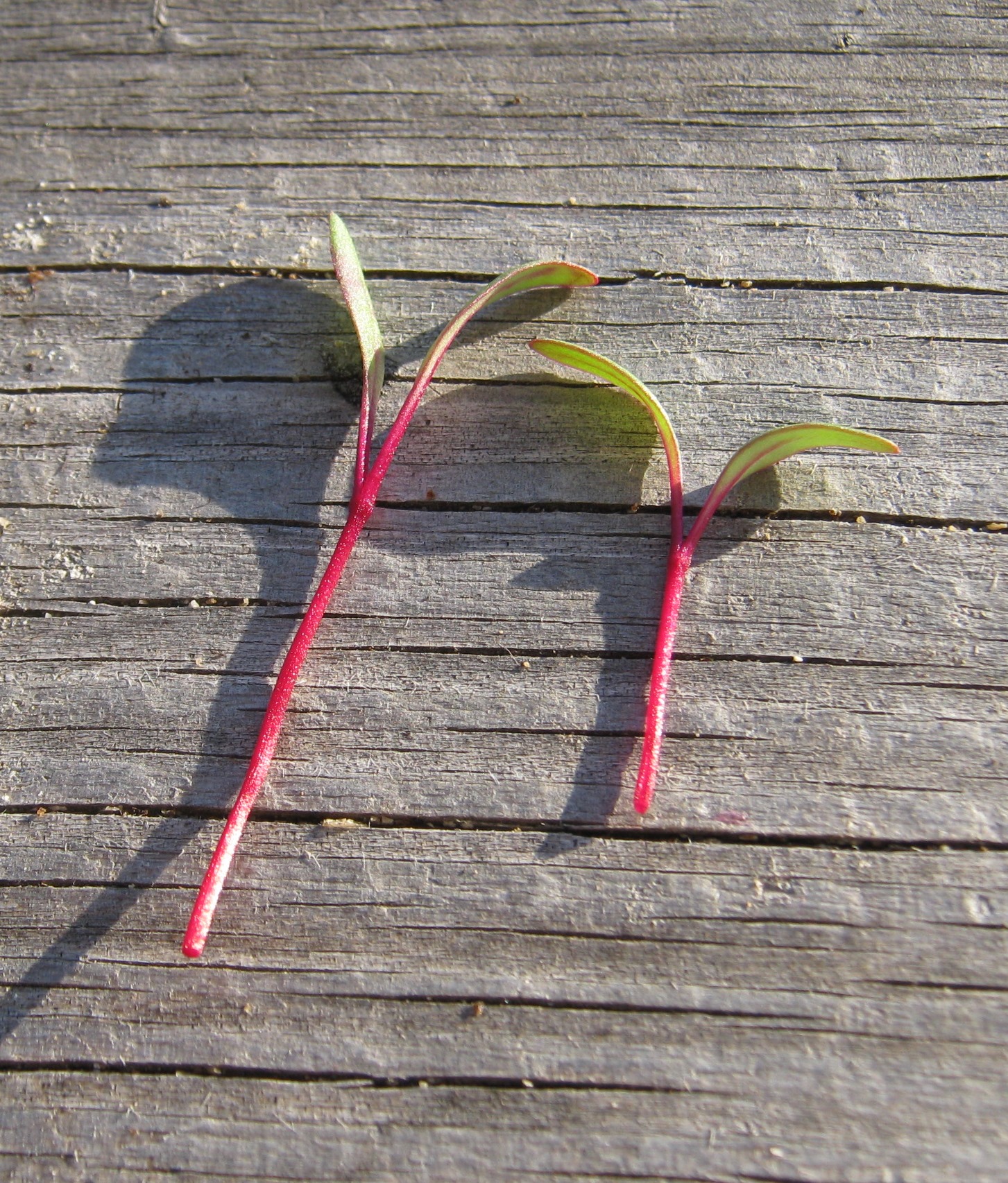 Beet, Ruby Queen Microgreen - St. Clare Heirloom Seeds