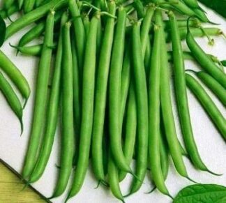 Slenderette Bush Bean - St. Clare Heirloom Seeds