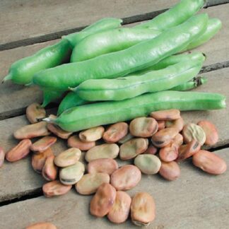Fava Bean Seeds