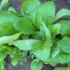Mustard - Tendergreen Young Plants - St. Clare Heirloom Seeds