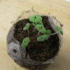 Basil - Lemon Seedling - St. Clare Heirloom Seeds