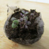 Basil - Purple Dark Opal Seedling - St. Clare Heirloom Seeds