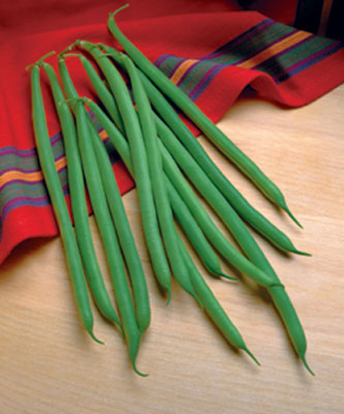 Bean - Jade - St. Clare Heirloom Seeds