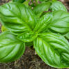 Herb, Annual - Basil Genovese - St. Clare Heirloom Seeds