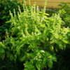 Herb, Annual - Basil Genovese - St. Clare Heirloom Seeds
