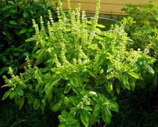 Herb, Annual - Basil Genovese - St. Clare Heirloom Seeds
