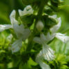Herb, Annual - Basil Genovese - St. Clare Heirloom Seeds