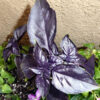 Herb - Basil - Red Rubin - St. Clare Heirloom Seeds