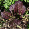 Herb - Basil - Red Rubin - St. Clare Heirloom Seeds