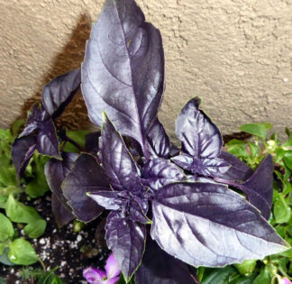 Herb - Basil - Red Rubin - St. Clare Heirloom Seeds