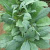 Kale - Lacinato - St. Clare Heirloom Seeds