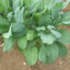 Kale - Lacinato - St. Clare Heirloom Seeds