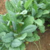 Kale - Lacinato - St. Clare Heirloom Seeds