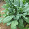 Kale - Lacinato - St. Clare Heirloom Seeds