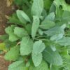 Kale - Lacinato - St. Clare Heirloom Seeds