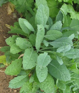 Kale - Lacinato - St. Clare Heirloom Seeds