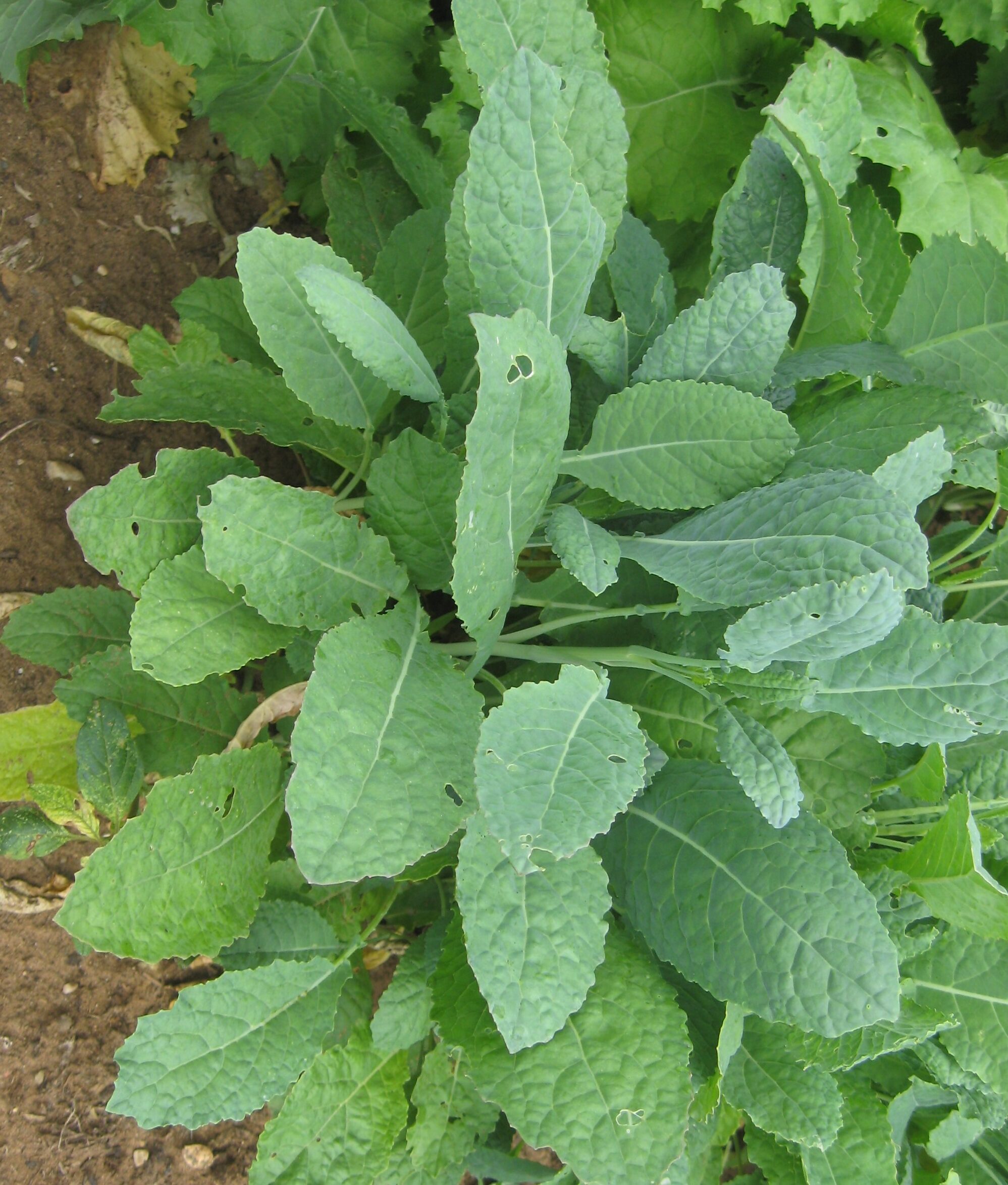 Kale - Lacinato - St. Clare Heirloom Seeds