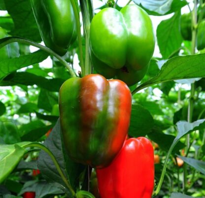 Sweet Pepper - Jupiter