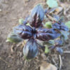 Young Red Rubin Basil Leaves