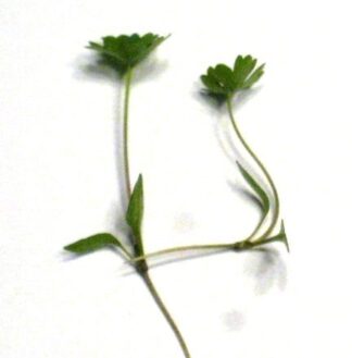 Microgreen Seeds