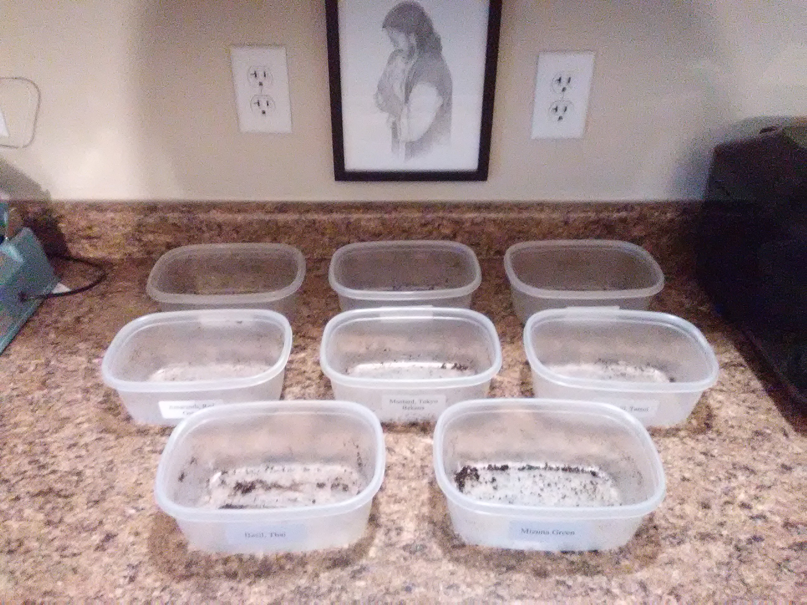 Recycled deli and takeout containers set out in rows, ready to be used for indoor microgreen planting