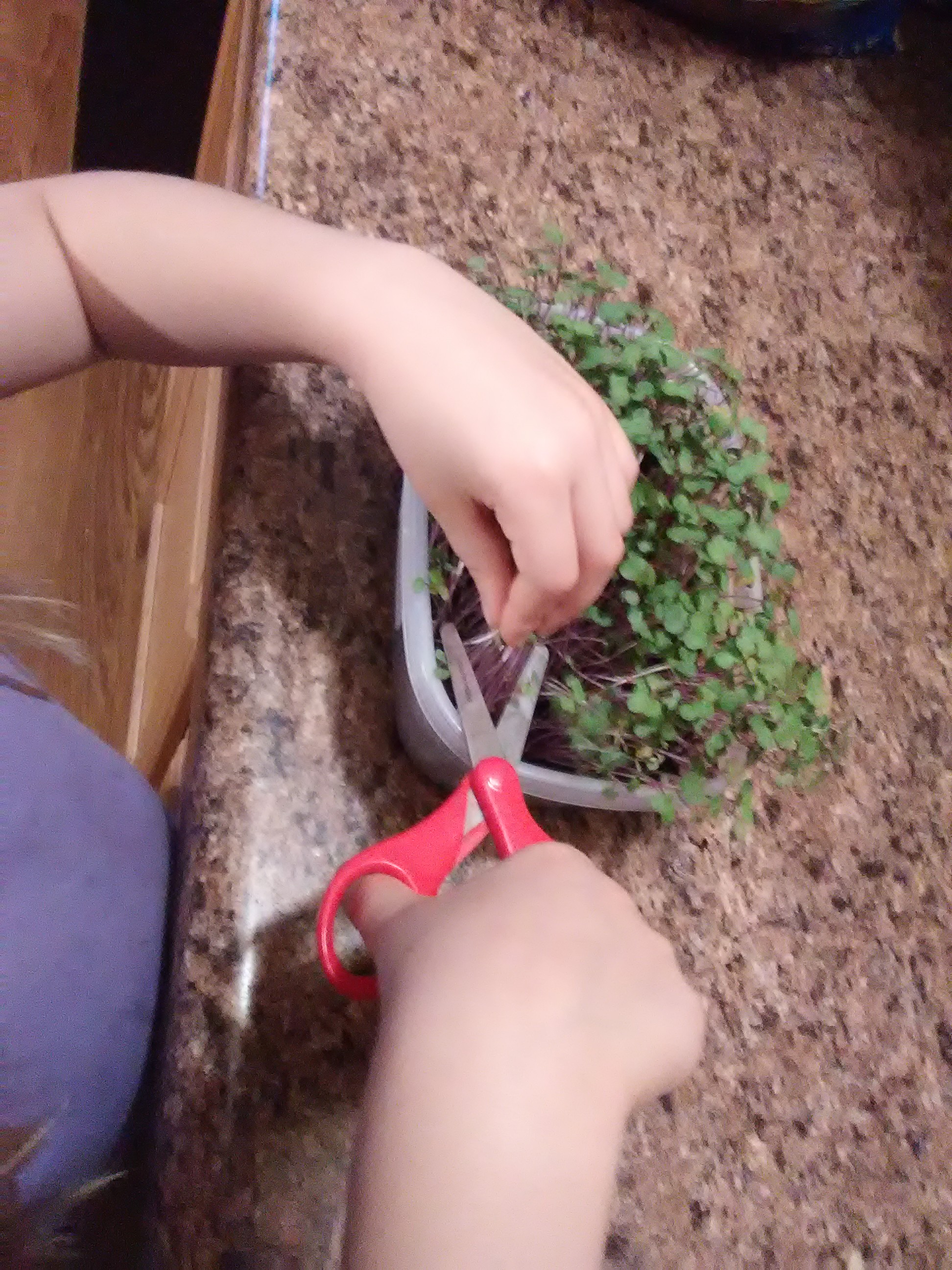 Fresh microgreens being snipped from a growing container, ready for kitchen use