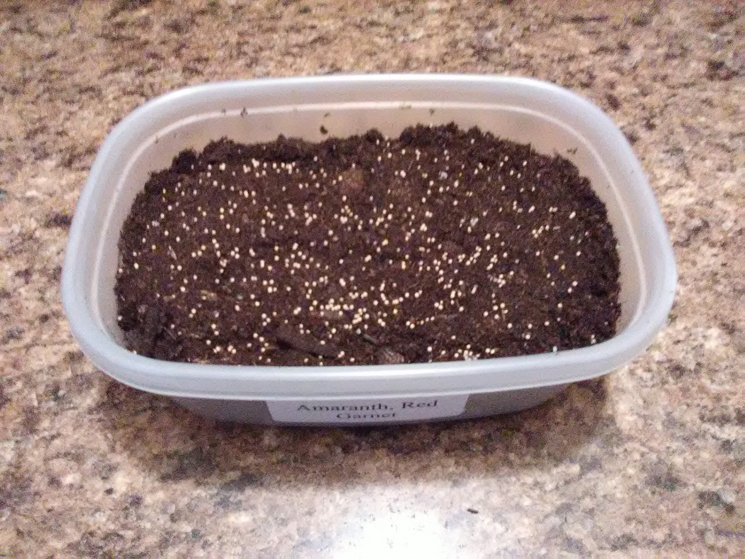Microgreen seeds evenly sprinkled on top of loose soil in a shallow growing container