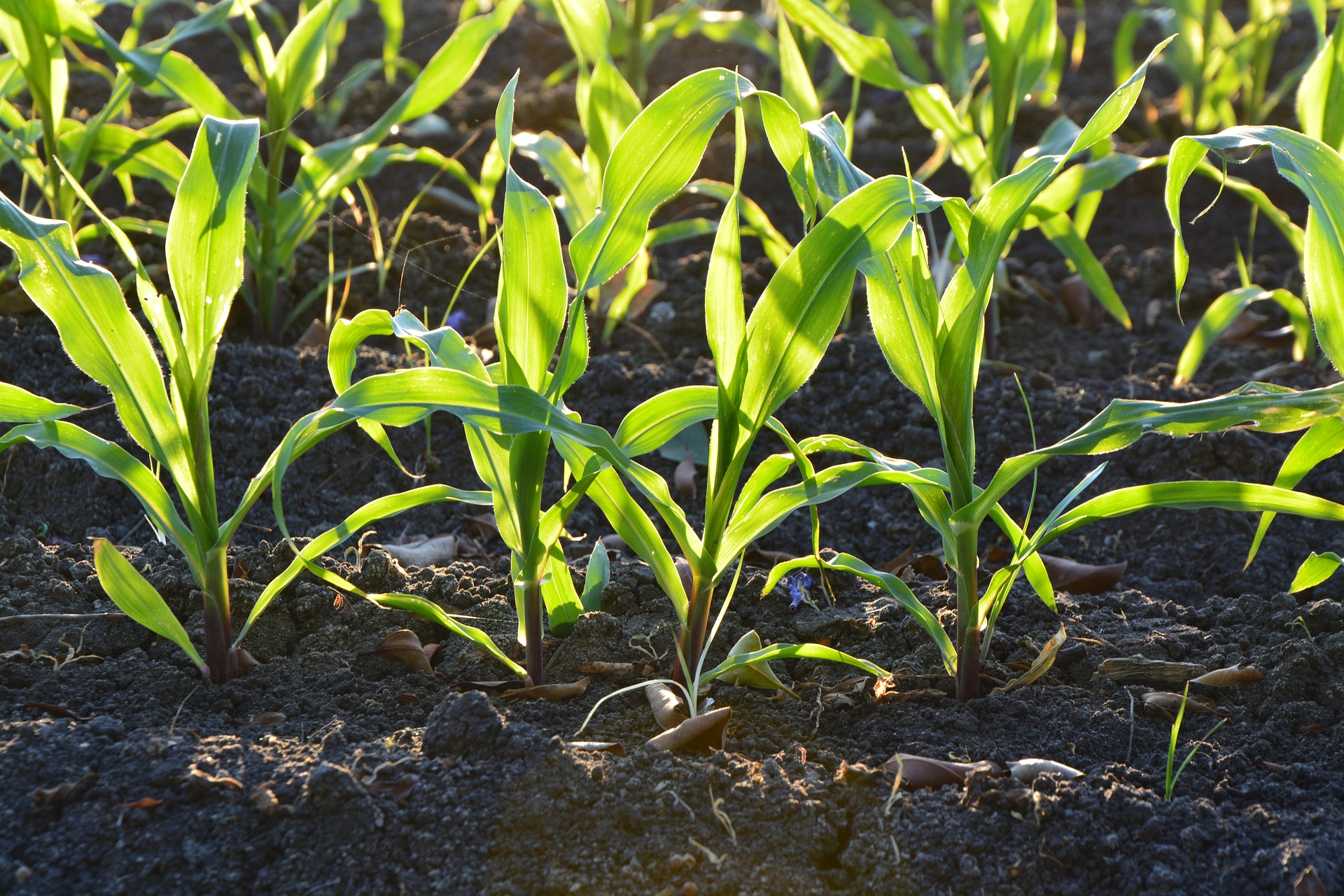 This thriving crop demonstrates how following a soil temperature guide can improve vegetable seed germination and early growth.