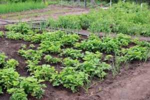 Healthy home garden featuring plants grown from open pollinated heirloom garden seeds