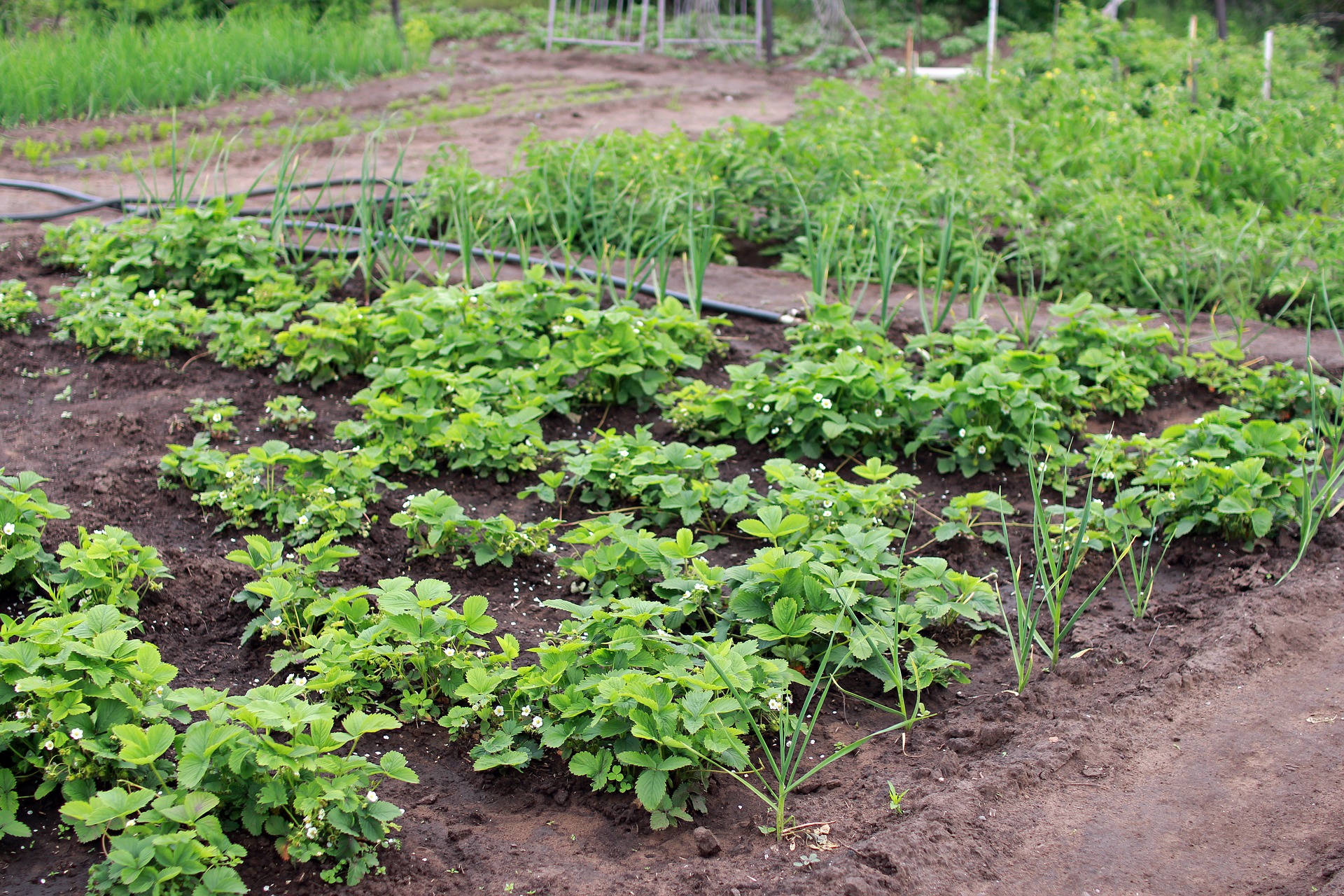 Gardening for Beginners: Learn the Basics of Growing an Awesome Garden
